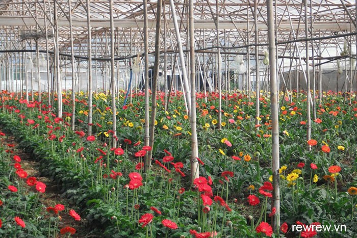 Flower Farm Dalat Countryside Tour